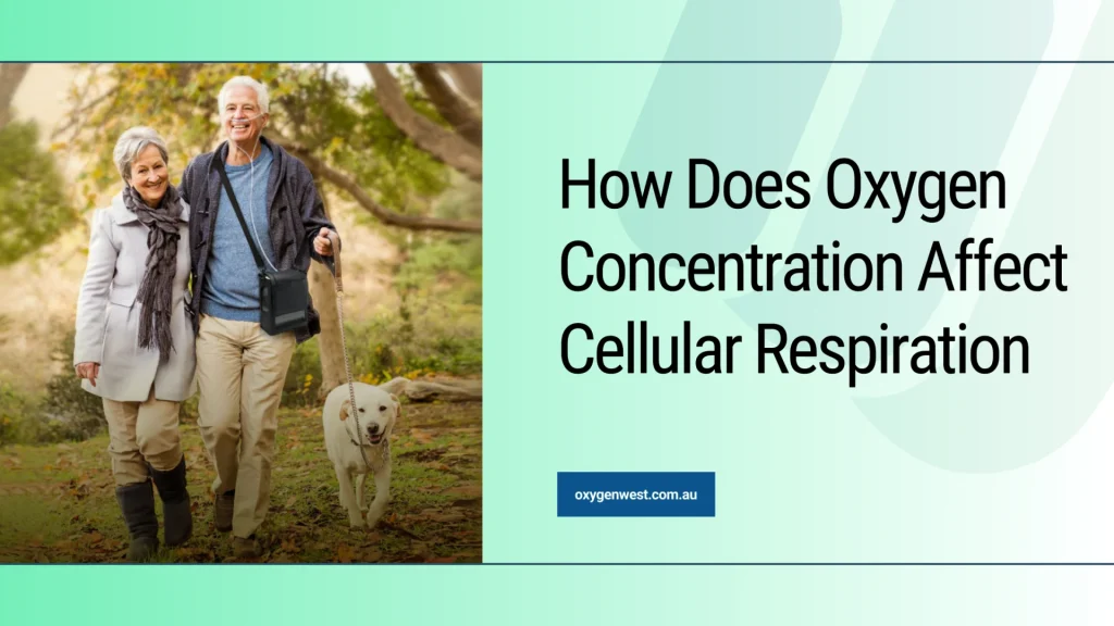 how does oxygen concentration affect cellular respiration